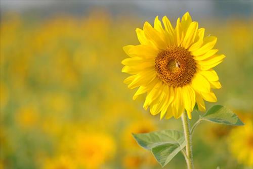 hẹn hò - Sunflower-Nữ -Tuổi:40 - Ly dị-Quảng Ninh-Người yêu lâu dài