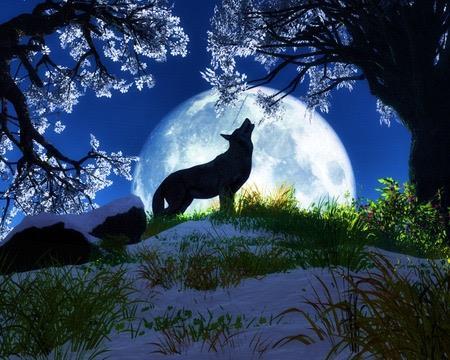 Sói cô độc là một hình ảnh đầy tính chất thơ mộng và lãng mạn. Những con sói được chụp lại đầy nghĩa và sự thanh bình trong cảnh vật. Hãy thưởng thức những bức hình này để tìm kiếm cảm hứng và sự yên bình trong cuộc sống.